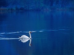 Swan Lake